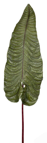 декор alocasia в Вологде