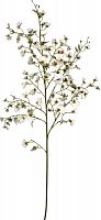 декор oncidium orchid в Вологде
