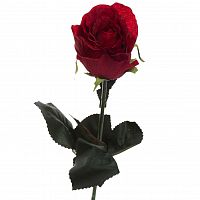 роза бордовая 48 см (36) в Вологде
