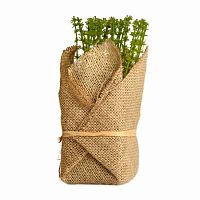 растение декоративное potted herb polini в Вологде