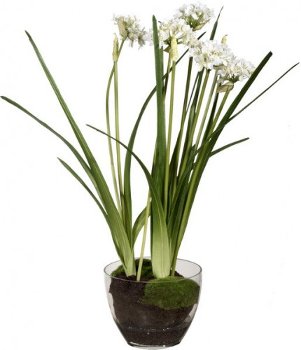декор allium в Вологде