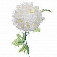 хризантема белая 63 см (24) в Вологде