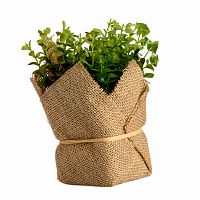 растение декоративное potted herb kolina в Вологде