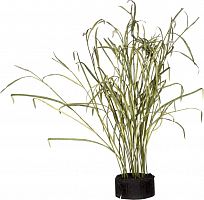 декор reeds and leaves в Вологде
