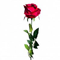 роза бордовая 71 см (24) в Вологде
