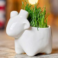 набор для выращивания eco овечка в Вологде