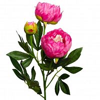 пион розовый 64 см (24) в Вологде