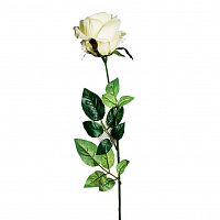 роза белая 71 см (24) в Вологде